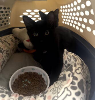 Rescue Domestic Short Hair Cats for Adoption in Traverse City, Michigan - Bernie | PetCurious