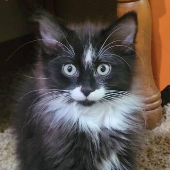 Domestic Long Hair Cats Available for Adoption in Lenexa, Kansas - Brioni | PetCurious