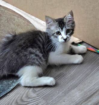 TEMPO -  Domestic Long Hair and Maine Coon Cat for Adoption in San Antonio, Texas - TEMPO | PetCurious