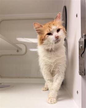 Domestic Medium Hair Cats Available for Adoption - BUTTERSCOTCH | PetCurious