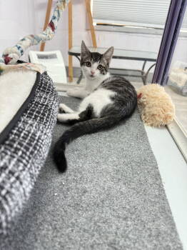 Rescue Domestic Short Hair Cats for Adoption in Toms River, New Jersey - Birdie | PetCurious