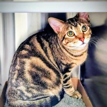 Domestic Short Hair Cats Available for Adoption - GWEN | PetCurious