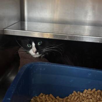 Domestic Long Hair Cats Available for Adoption in Bristol, Indiana - Boba Fett | PetCurious