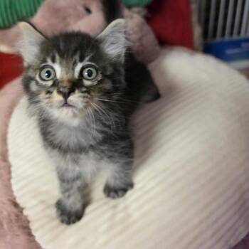 MOON PIE -  Domestic Medium Hair Cat for Adoption in Graham, Washington - MOON PIE | PetCurious
