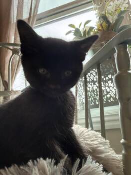 Gideon -  Domestic Short Hair Cat for Adoption - Gideon | PetCurious
