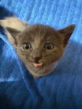Kirk -  Domestic Short Hair Cat for Adoption in Ballwin, Missouri - Kirk | PetCurious