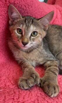Rescue Tiger and Extra Toes Cat Hemingway Polydactyl Cats for Adoption in Lake Monroe, Florida - Seaside | PetCurious