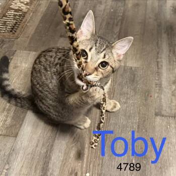 Toby 4789 -  Domestic Short Hair Cat for Adoption in Sequatchie, Tennessee - Toby 4789 | PetCurious