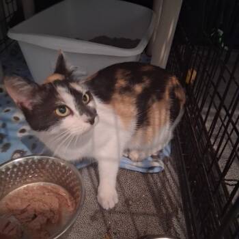 Kandy -  Domestic Short Hair Cat for Adoption in Hartford City, Indiana - Kandy | PetCurious