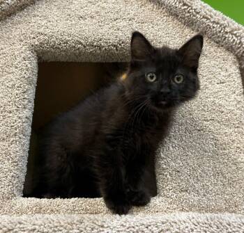 Black Magic -  Domestic Long Hair Cat for Adoption in Stoughton, Wisconsin - Black Magic | PetCurious
