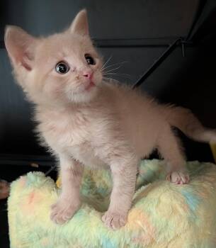 Domestic Short Hair Cats Available for Adoption in Apopka, Florida - Jack 3.7.26 | PetCurious