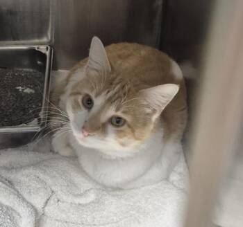 Domestic Medium Hair Cats Available for Adoption in Decatur, Illinois - DAMIEN | PetCurious