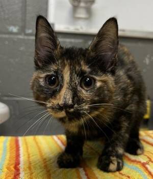 Domestic Short Hair Cats Available for Adoption - Peppermint | PetCurious