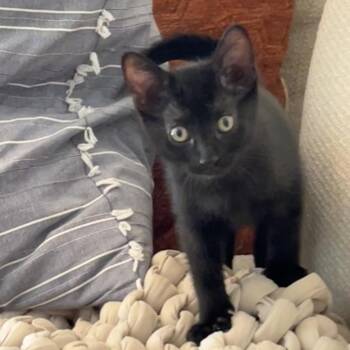 Licky -  Domestic Short Hair Cat for Adoption in Columbia, Missouri - Licky | PetCurious
