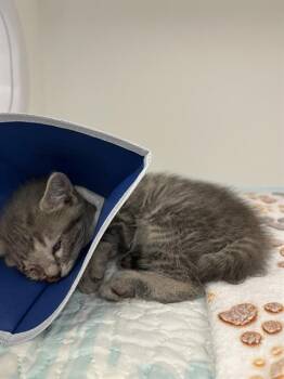 POPEYE -  Domestic Short Hair Cat for Adoption in Indianapolis, Indiana - POPEYE | PetCurious