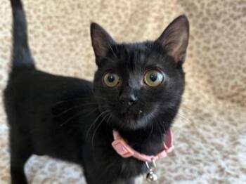 Domestic Short Hair and Bombay Cats Available for Adoption - Buggie | PetCurious
