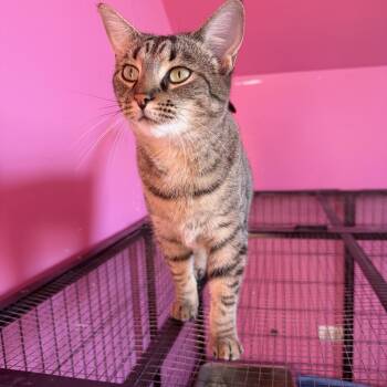 Fiona -  Domestic Short Hair Cat for Adoption in Lemont, Illinois - Fiona | PetCurious