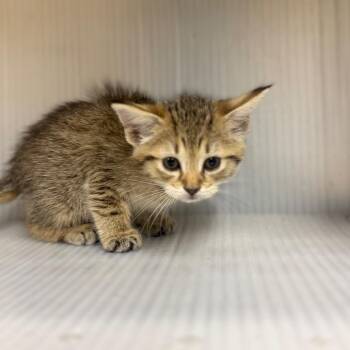 Black Water -  Domestic Short Hair Cat for Adoption in Pauls Valley, Oklahoma - Black Water | PetCurious