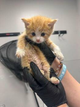 Cloud -  Domestic Short Hair Cat for Adoption in Sevierville, Tennessee - Cloud | PetCurious