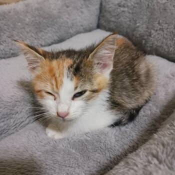 Pixie -  Domestic Short Hair Cat for Adoption in West Olive, Michigan - Pixie | PetCurious
