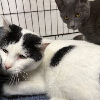 Domestic Short Hair Cats Available for Adoption in Normal, Illinois - Truffle | PetCurious