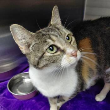 Baby -  Domestic Short Hair Cat for Adoption in Philadelphia, Pennsylvania - Baby | PetCurious