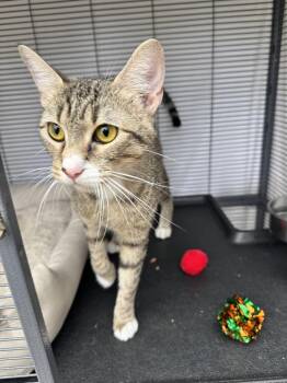 Hazel- Nut -  Tabby Cat Available for Adoption in Plumerville, Arkansas - Hazel- Nut | PetCurious