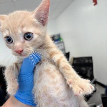 Sunbeam -  Domestic Short Hair Cat for Adoption in Philadelphia, Pennsylvania - Sunbeam | PetCurious