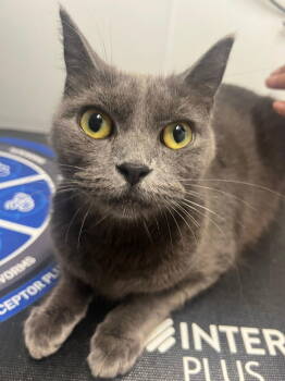 Rescue Russian Blue Cats for Adoption in Margate, Florida - DEBORAH | PetCurious