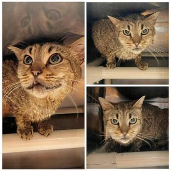 Mike -  Domestic Short Hair Cat for Adoption in Dublin, Virginia - Mike | PetCurious