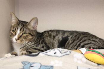 Dount -  Domestic Short Hair Cat for Adoption in Morgantown, Kentucky - Dount | PetCurious