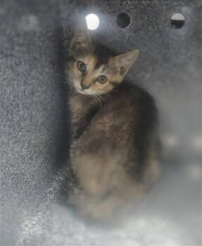 Domestic Short Hair Cats Available for Adoption in Dallas, Texas - MOUNTAIN LION | PetCurious