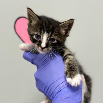 Domestic Short Hair Cats Available for Adoption in Spring Hill, Kansas - Devon | PetCurious