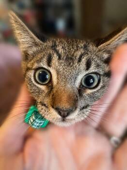 Tristan -  Tabby Cat for Adoption in Fresno, California - Tristan | PetCurious