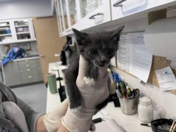 SUSSY -  Domestic Short Hair Cat for Adoption in Santa Fe, New Mexico - SUSSY | PetCurious