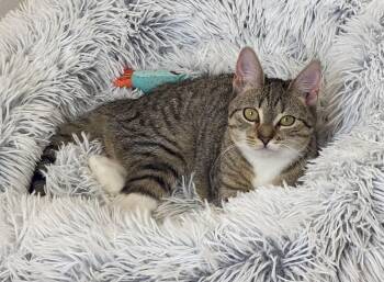 Domestic Short Hair Cats Available for Adoption in Allentown, New Jersey - Olive | PetCurious