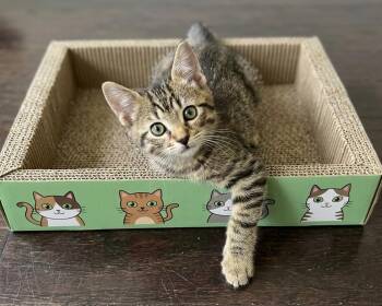 Jade -  Domestic Short Hair Cat for Adoption in Allen, Texas - Jade | PetCurious