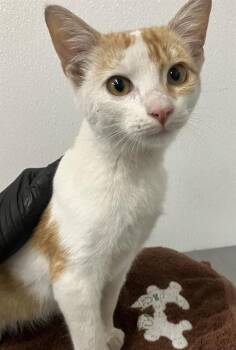 Rescue Domestic Short Hair Cats for Adoption in Camarillo, California - PEANUT | PetCurious