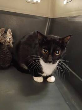 Clover -  Domestic Short Hair Cat for Adoption in Palm Coast, Florida - Clover | PetCurious