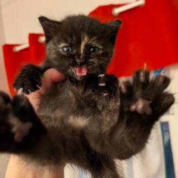 Moana -  Domestic Short Hair Cat Available for Adoption in Winchester, Virginia - Moana | PetCurious