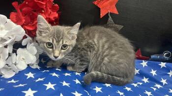 Izzy -  Tabby and Domestic Medium Hair Cat for Adoption in Fayetteville, Georgia - Izzy | PetCurious