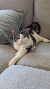 Scout -  Domestic Short Hair Cat for Adoption in Calgary, Alberta - Scout | PetCurious