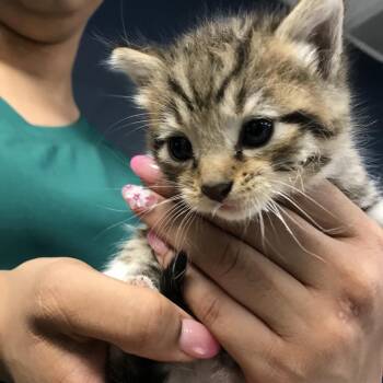 Sub-Zero -  Domestic Short Hair Cat for Adoption in Newark, New Jersey - Sub-Zero | PetCurious
