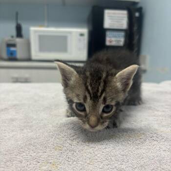 Jelly Bean -  Domestic Short Hair Cat for Adoption in Riverside, California - Jelly Bean | PetCurious