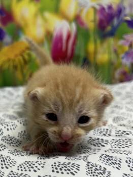 Tic-Tac -  Domestic Short Hair Cat for Adoption in San Antonio, Texas - Tic-Tac | PetCurious