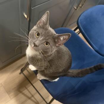 Pigwidgeon -  Domestic Short Hair Cat for Adoption in Springfield, Oregon - Pigwidgeon | PetCurious