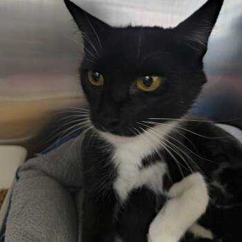 Domestic Short Hair Cats Available for Adoption in Moses Lake, Washington - Dior | PetCurious