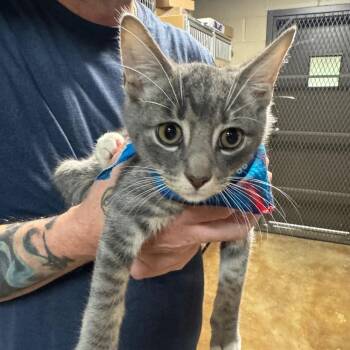 Python -  Domestic Short Hair Cat for Adoption in Madisonville, Kentucky - Python | PetCurious