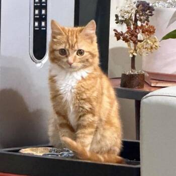 Domestic Short Hair Cats Available for Adoption in Marshall, Virginia - Carl (In Foster) | PetCurious