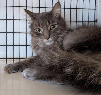 Domestic Medium Hair Cats Available for Adoption - Romeo | PetCurious